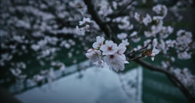 Pretty cherry blossom tree branches over still, beautiful water - steady cam closeup shot