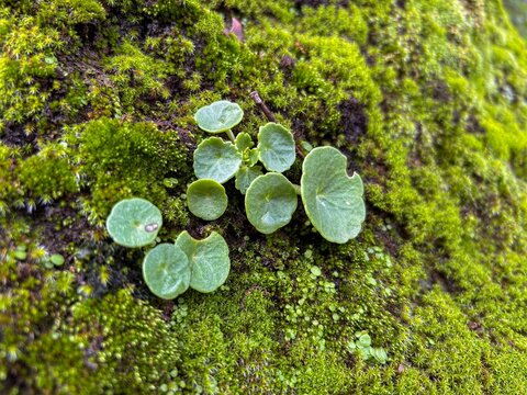 Close up of wall pennywort plant growing on vibrant green moss