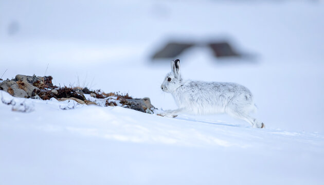 Arctic hare running in the snow during winter season with natural rocky landscape and soft blurred background