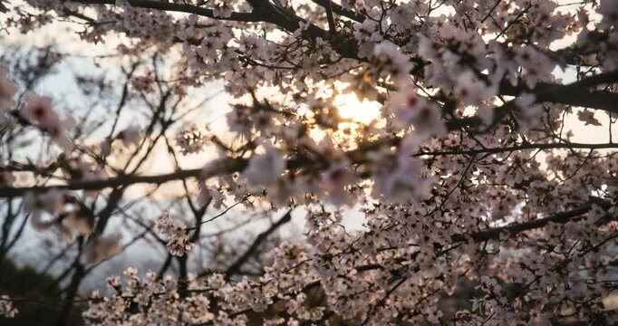 Cinematic, glowing silhouette of spring cherry blossom branches in Japan - closeup steady cam movement