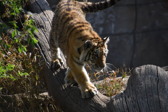 tiger cub