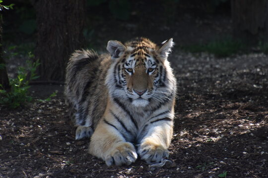 tiger cub in the zoo