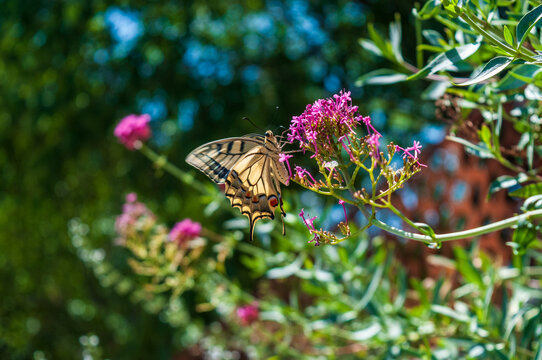 Close-up of an Old World Swallowtail -Papilio machaon- spotted in the French provence, near the town of Cotignac.