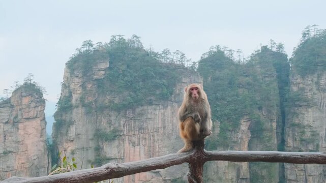 Wild macaque sitting on wooden railing overlooking misty sandstone pillars, forested mountains and deep valley landscape in Zhangjiajie National Forest Park, Hunan, China