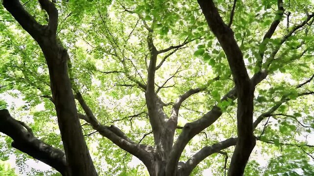 A Lush Green Canopy View From Below Displaying Intertwined Tree Trunks and Sunlight