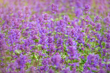 Obraz premium Blooming purple mint, Nepeta Cataria, in summer garden 