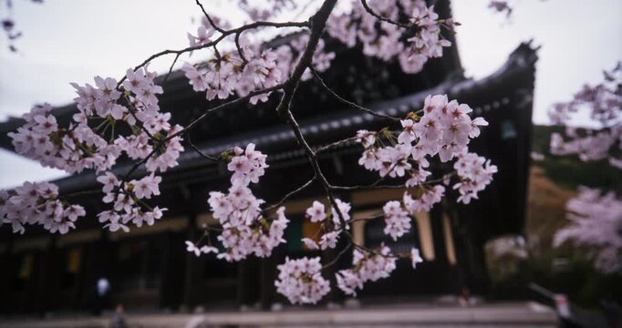 Steady cam forward toward cherry blossom branch in front of ancient Japanese structure - slow motion, closeup shot