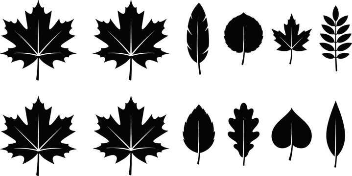 Black Leaf Silhouette Vector Icon Set with Maple Oak and Aspen Tree Foliage Elements for Autumn Nature and Botanical Graphic DesignsBlack Leaf Silhouette Vector Icon Set with Maple Oak and Aspen Tree 