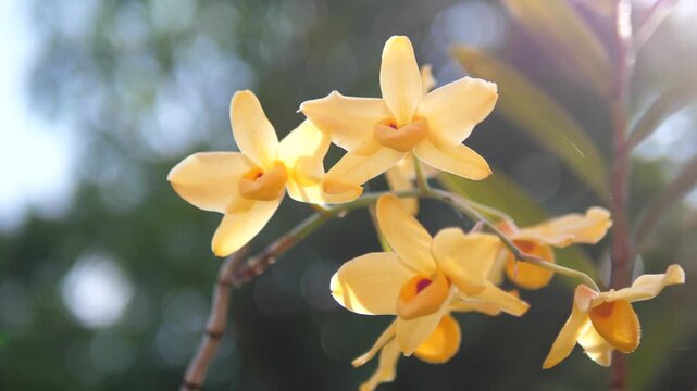 Cinematic macro close-up of golden yellow Dendrobium orchid flowers blooming on a stem in a tropical garden
