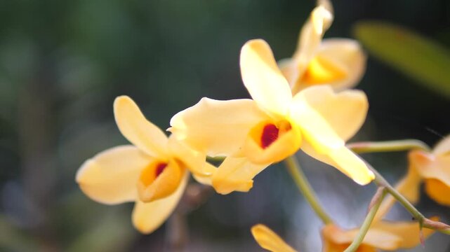 Cinematic macro close-up of golden yellow Dendrobium orchid flowers blooming on a stem in a tropical garden