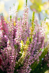 Obraz premium Heather flowers blooming in sunlight