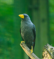Fototapeta premium grosbeak starling (Scissirostrum dubium) bird on stick
