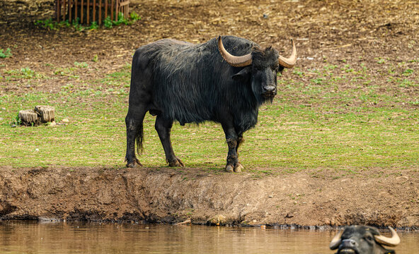 water buffalo (Bubalus arnee) at water