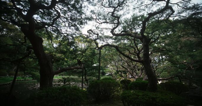 Silhouette of trees and bushes near still pond in Japan