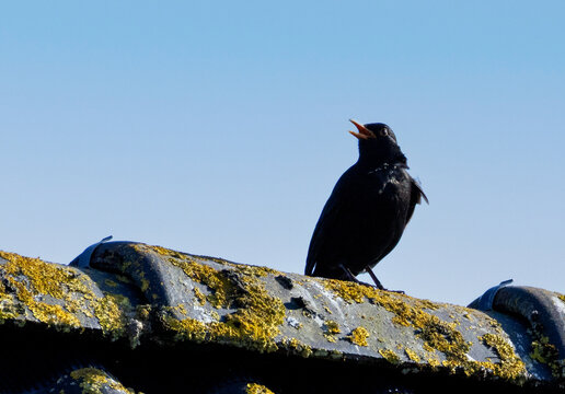 Amsel