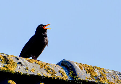 Amsel