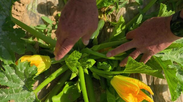 Top view of a farmer's hand inspecting the flowers and fruit of a zucchini plant in the garden