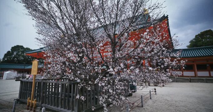 Blossoms growing on cherry blossom tree near ancient Japanese structure - steady cam shot
