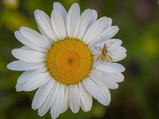 Fototapeta premium Macro closeup of a green scentless plant bug or tarnished plant bug perched on the white petals of a blooming daisy flower head
