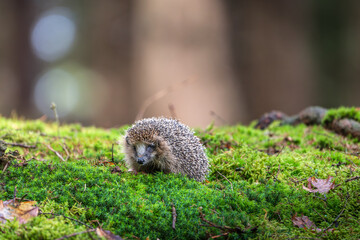 A small wild hedgehog walking on a vibrant green mossy ground in a forest. Cute spiky mammal exploring its natural environment with a blurred trees background. Ideal for wildlife and nature themes. © Rudolf