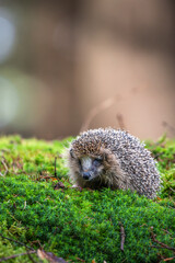A small wild hedgehog walking on a vibrant green mossy ground in a forest. Cute spiky mammal exploring its natural environment with a blurred trees background. Ideal for wildlife and nature themes. © Rudolf