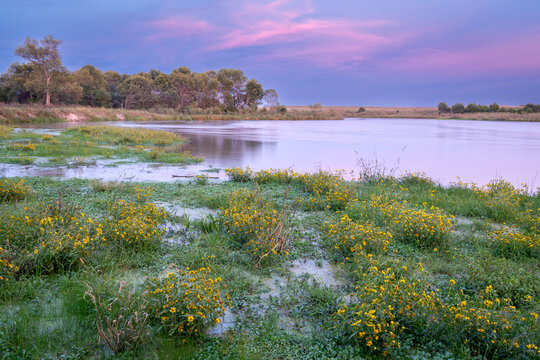 late summer or early fall dusk over Dismal River at Nebraska National Forest with a sandbar covered by yellow widflowers