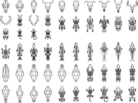 Collection of various animal skulls and skeletons in a schematic, illustrative style, showcasing a diverse range of creatures from mammals to reptiles and fish.
