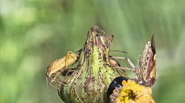 

stink bug (Dolycoris baccarum) and a ladybug (Harmonia axyridis) coexisting on a bud swaying in the wind, macro shot.#010
바람에 흔들리는 지칭개 꽃대 위에서 공존하는 알락수염노린재와 남생이무당벌레의 초근접 매크로 영상.#010
