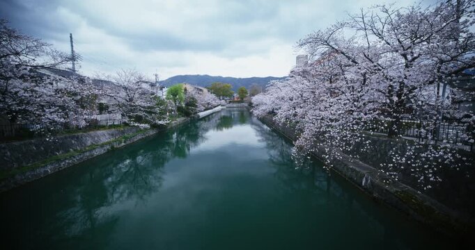 Beautiful water in canal with surrounding cherry blossom trees - tracking shot