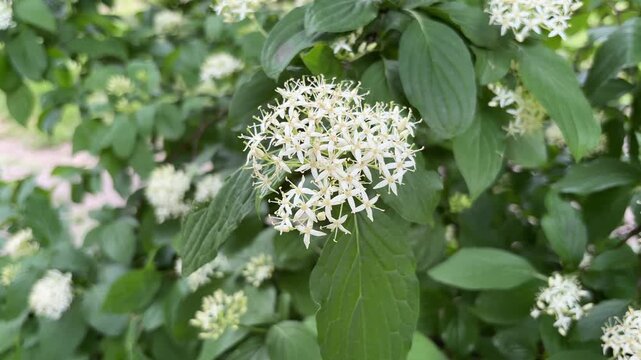 White flowering blood-twig dogwood tree in bloom