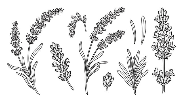 Botanical illustration of lavender sprigs in minimalist line art style