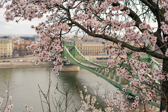  Beautiful Liberty Bridge at sunrise with cherry blossom around. Spring has arrived in Budapest.
