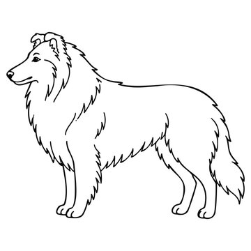 Rough Collie Dog Outline Design, Dog illustration, Pet line icon, Canine isolated on white background
