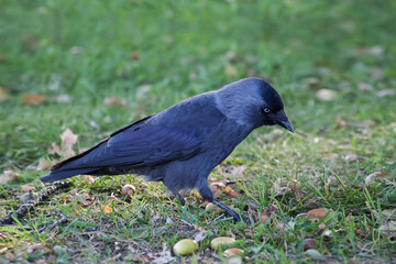 Fototapeta premium A western jackdaw (Corvus monedula) searches for food on a green lawn with scattered acorns.