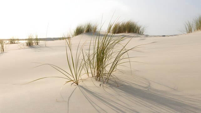 Tall green grass growing on sand dunes with shadows cast by setting sun on beach landscape.