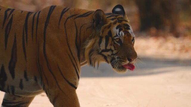 Dominant tiger strides with confidence, powerful muscles rippling beneath striped coat&mdash;asserting territorial supremacy