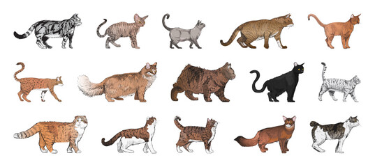 Obraz premium Diverse cat breeds illustration element set