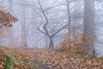 Fototapeta premium Starker Frühnebel im Hochwald mit Weg und trockenem Laub auf Weg