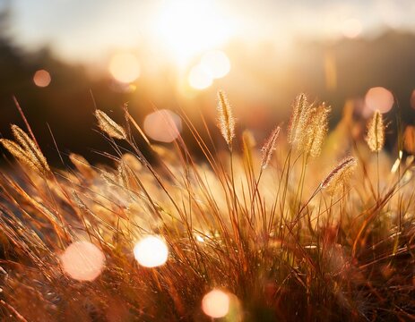 golden grasses under soft bokeh light capturing the essence of nature s beauty and tranquility in a dreamy atmosphere