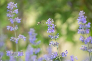 Fototapeta premium Woolly bee fly feeding on lavender blossoms