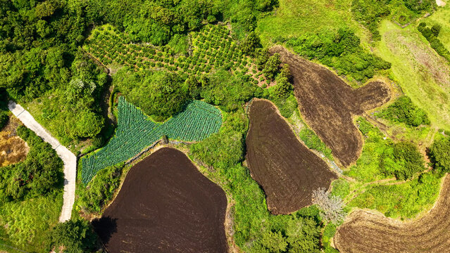 Aerial View of Farmland and Agricultural Fields in Jeju Island South Korea Captured by Drone