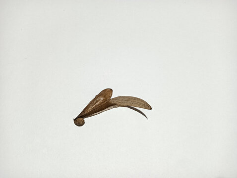 Close-up of a dry winged seed isolated on a white background. Minimalist nature concept featuring delicate texture, organic structure, and natural shadow.