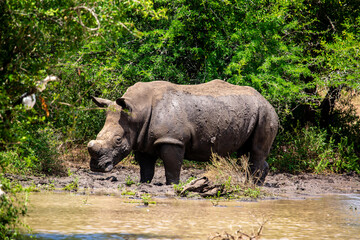 Fototapeta premium African rhinoceros in natural habitat during safari in Africa