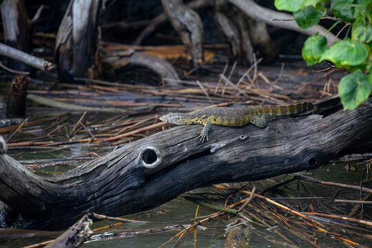 African monitor lizard in natural habitat