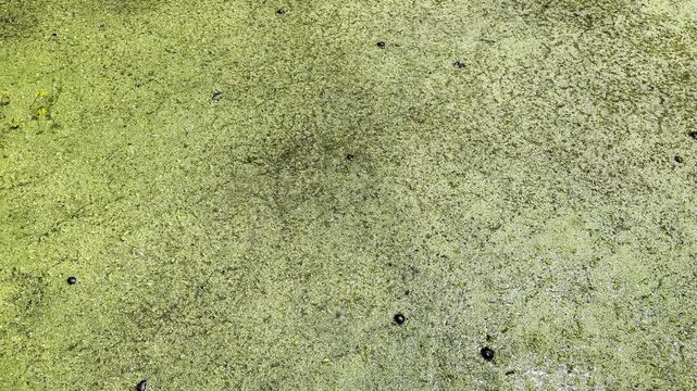 Green pond algae creates textured grunge background plate