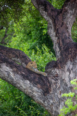 Obraz premium African leopard in natural habitat during safari in Africa