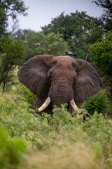 Naklejka premium African elephant in natural habitat in Africa