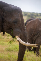 Naklejka premium African elephant in natural habitat in Africa
