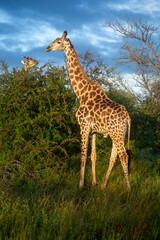 Obraz premium African giraffe in natural habitat during safari in Africa