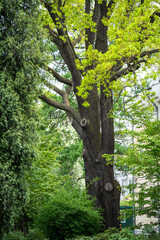 Fototapeta premium Old oak tree in spring garden growing out young fresh green leaves, spring nature awakening in parks and gardens, tree unfolding lush foliage under warm sun.